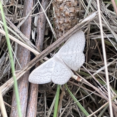 Scopula optivata (Varied Wave) at Campbell, ACT - 12 Jan 2023 by Hejor1