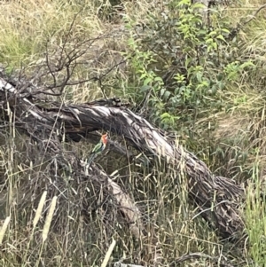 Platycercus eximius at Campbell, ACT - 12 Jan 2023