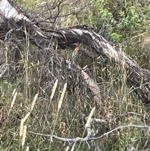 Platycercus eximius at Campbell, ACT - 12 Jan 2023