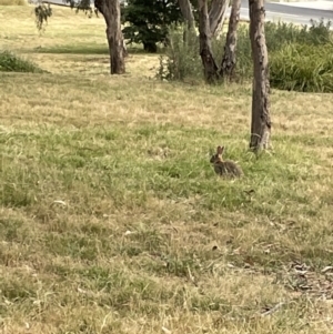 Oryctolagus cuniculus at Campbell, ACT - 12 Jan 2023 06:28 PM