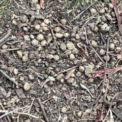 Oryctolagus cuniculus at Campbell, ACT - 12 Jan 2023 06:28 PM