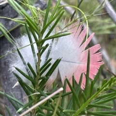 Eolophus roseicapilla (Galah) at Mount Ainslie - 12 Jan 2023 by Hejor1