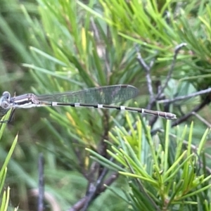 Austrolestes leda at Campbell, ACT - 12 Jan 2023 06:08 PM