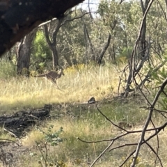 Macropus giganteus (Eastern Grey Kangaroo) at Campbell, ACT - 12 Jan 2023 by Hejor1