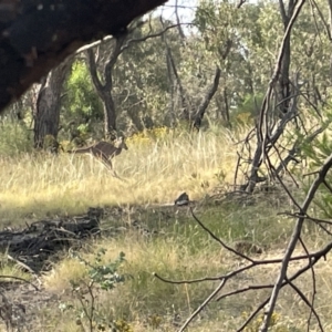 Macropus giganteus at Campbell, ACT - 12 Jan 2023 06:13 PM