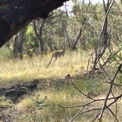 Macropus giganteus at Campbell, ACT - 12 Jan 2023