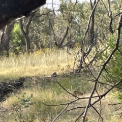 Macropus giganteus at Campbell, ACT - 12 Jan 2023 06:13 PM