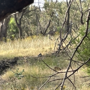 Macropus giganteus at Campbell, ACT - 12 Jan 2023