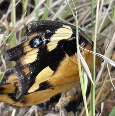 Heteronympha merope (Common Brown Butterfly) at Campbell, ACT - 12 Jan 2023 by Hejor1