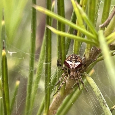 Araneus albotriangulus (White-triangle orb weaver) at Mount Ainslie - 12 Jan 2023 by Hejor1