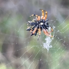 Austracantha minax (Christmas Spider, Jewel Spider) at Campbell, ACT - 12 Jan 2023 by Hejor1