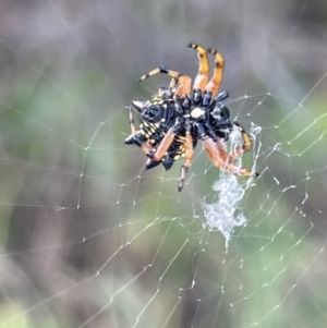 Austracantha minax at Campbell, ACT - 12 Jan 2023 05:53 PM