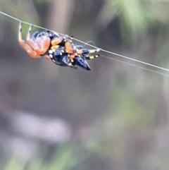 Austracantha minax at Campbell, ACT - 12 Jan 2023 05:53 PM