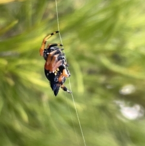 Austracantha minax at Campbell, ACT - 12 Jan 2023 05:53 PM