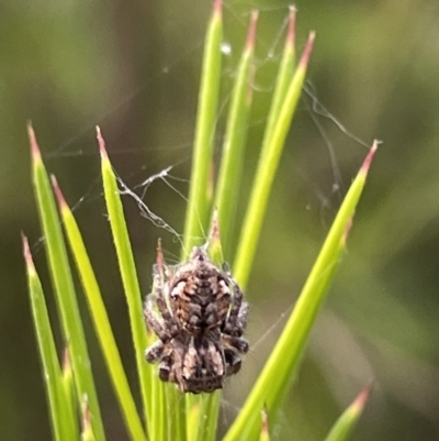 Servaea sp. (genus) (Unidentified Servaea jumping spider) at Campbell, ACT - 12 Jan 2023 by Hejor1