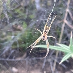 Plebs bradleyi (Enamelled spider) at Mount Ainslie - 12 Jan 2023 by Hejor1
