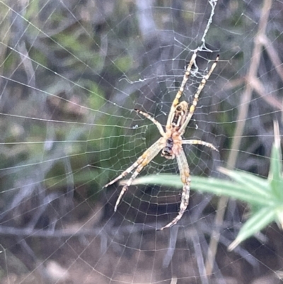 Plebs bradleyi (Enamelled spider) at Campbell, ACT - 12 Jan 2023 by Hejor1