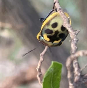 Scutiphora pedicellata at Campbell, ACT - 12 Jan 2023 05:40 PM