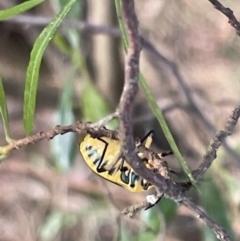 Scutiphora pedicellata at Campbell, ACT - 12 Jan 2023 05:40 PM