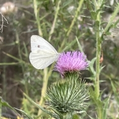 Pieris rapae (Cabbage White) at Campbell, ACT - 12 Jan 2023 by Hejor1