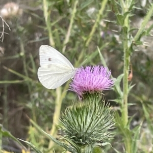 Pieris rapae at Campbell, ACT - 12 Jan 2023 05:35 PM