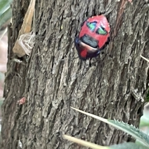 Choerocoris paganus at Campbell, ACT - 12 Jan 2023