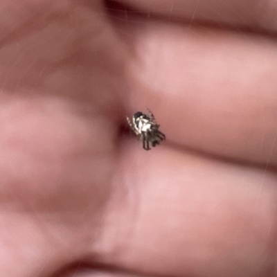 Araneus albotriangulus - 1 Jan 1900 by Hejor1