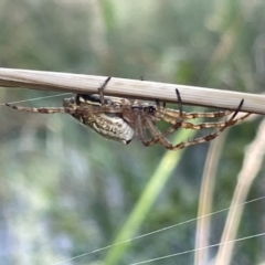 Plebs bradleyi (Enamelled spider) at Campbell, ACT - 12 Jan 2023 by Hejor1
