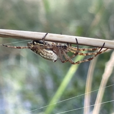 Plebs bradleyi (Enamelled spider) at Mount Ainslie - 12 Jan 2023 by Hejor1