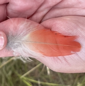 Platycercus elegans at Campbell, ACT - 12 Jan 2023