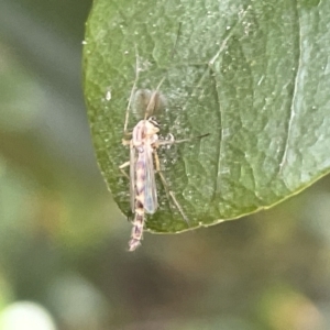 Chironomidae (family) at Campbell, ACT - 12 Jan 2023