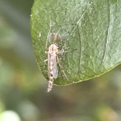 Chironomidae (family) (Non-biting Midge) at Campbell, ACT - 12 Jan 2023 by Hejor1