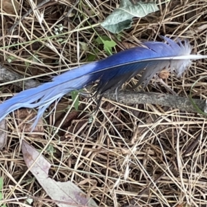 Platycercus elegans at Campbell, ACT - 12 Jan 2023 04:42 PM