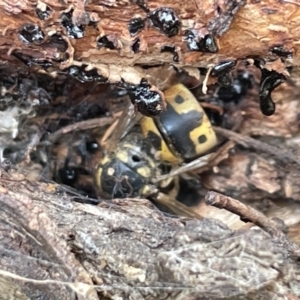 Vespula germanica at Campbell, ACT - 12 Jan 2023 04:38 PM