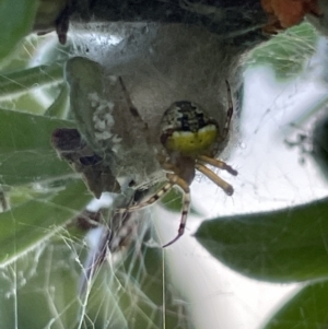 Araneus albotriangulus at Kaleen, ACT - 13 Jan 2023 06:04 PM