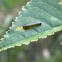 Caliroa cerasi (Cherry Slug Sawfly, Pear and Cherry Slug, Pear and Cherry Sawfly) at Crace, ACT - 13 Jan 2023 by Hejor1