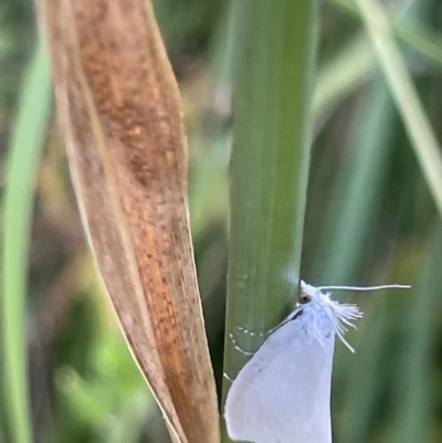 Tipanaea patulella (The White Crambid moth) at O'Connor Ridge to Gungahlin Grasslands - 13 Jan 2023 by Hejor1