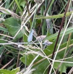 Tipanaea patulella at Crace, ACT - 13 Jan 2023