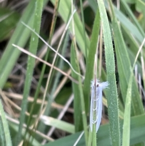 Tipanaea patulella at Crace, ACT - 13 Jan 2023