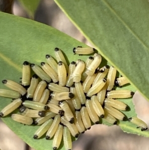 Paropsisterna cloelia at Casey, ACT - 14 Jan 2023