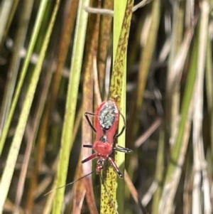 Gminatus australis at Casey, ACT - 14 Jan 2023 11:37 AM