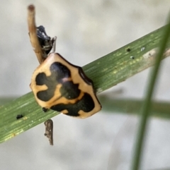 Neorrhina punctatum (Spotted flower chafer) at Casey, ACT - 14 Jan 2023 by Hejor1