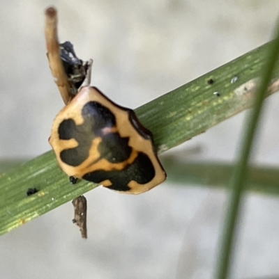 Neorrhina punctata (Spotted flower chafer) at Casey, ACT - 14 Jan 2023 by Hejor1