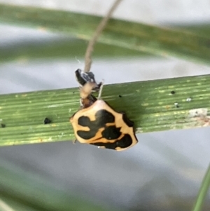 Neorrhina punctata at Casey, ACT - 14 Jan 2023