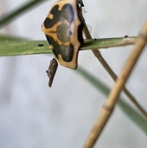 Neorrhina punctata at Casey, ACT - 14 Jan 2023