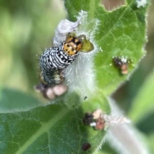 Phalaenoides tristifica at Casey, ACT - 14 Jan 2023