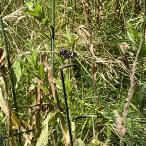 Phalaenoides tristifica at Casey, ACT - 14 Jan 2023