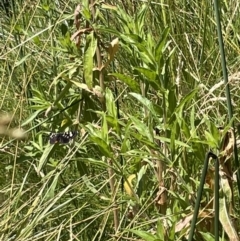 Phalaenoides tristifica at Casey, ACT - 14 Jan 2023