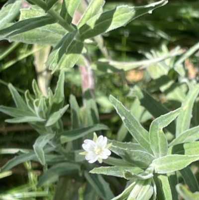 Epilobium hirtigerum (Hairy Willowherb) at Casey, ACT - 14 Jan 2023 by Hejor1