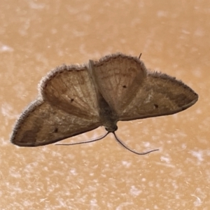 Scopula rubraria at Casey, ACT - 14 Jan 2023